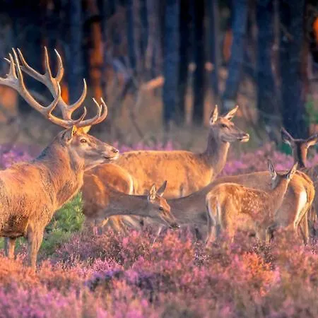 Chalet Schitterend 4 Persoons Tinyhouse Met Hottub Aan De Bossen In 4-16 *