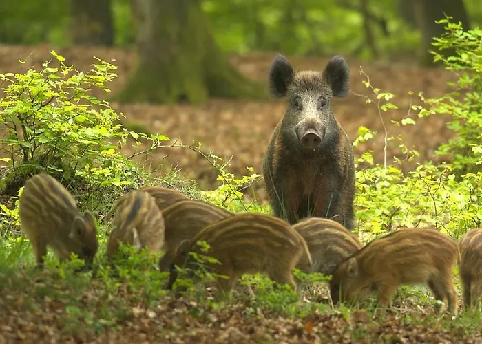 Horská chata Schitterend 4 Persoons Tinyhouse Met Hottub Aan De Bossen In 4-16