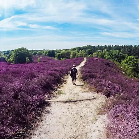 シャレー Schitterend 4 Persoons Tinyhouse Met Hottub Aan De Bossen In 4-16