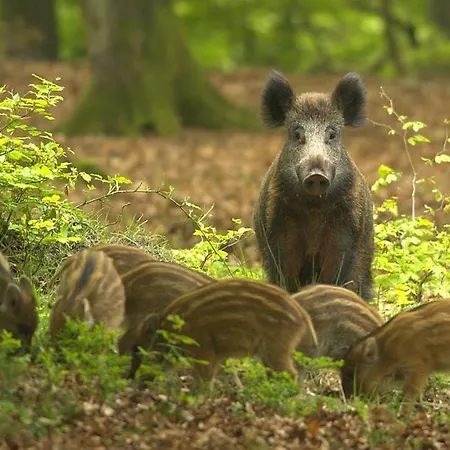 シャレー Schitterend 4 Persoons Tinyhouse Met Hottub Aan De Bossen In 4-16